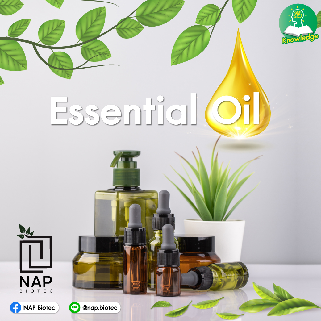 Essential Oil หรือ น้ำมันหอมระเหย