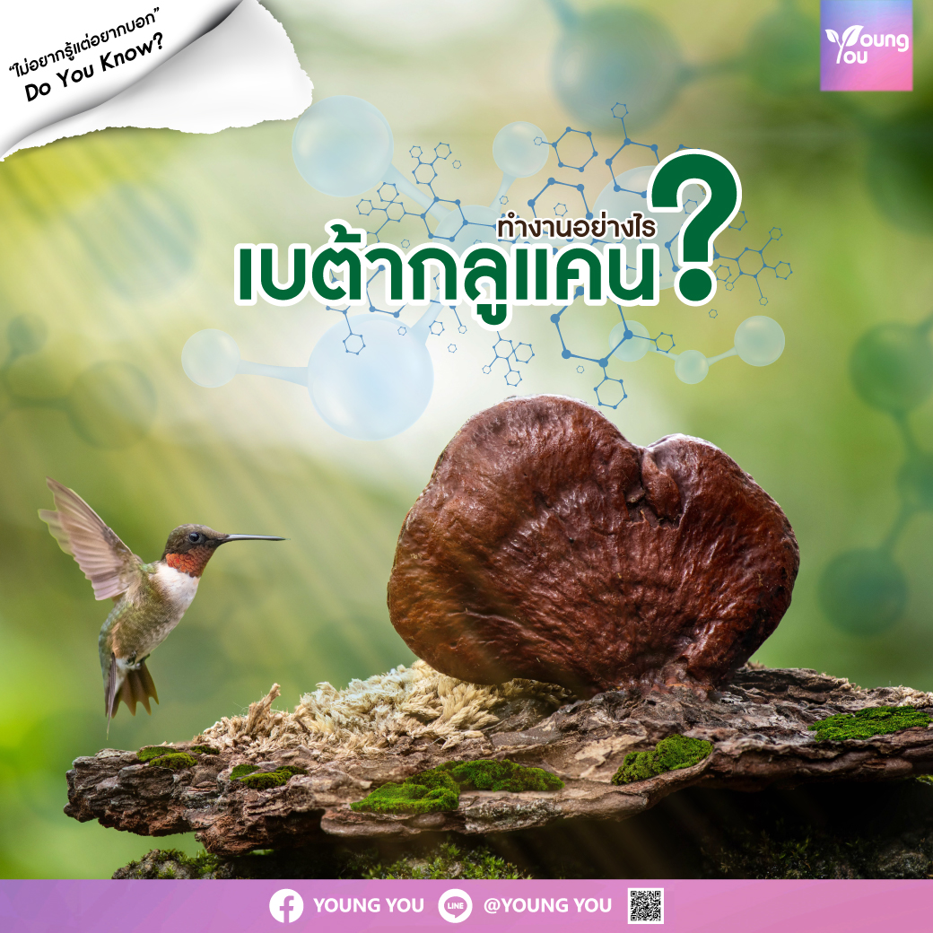 เบต้า กลูแคน' ทำงานอย่างไร