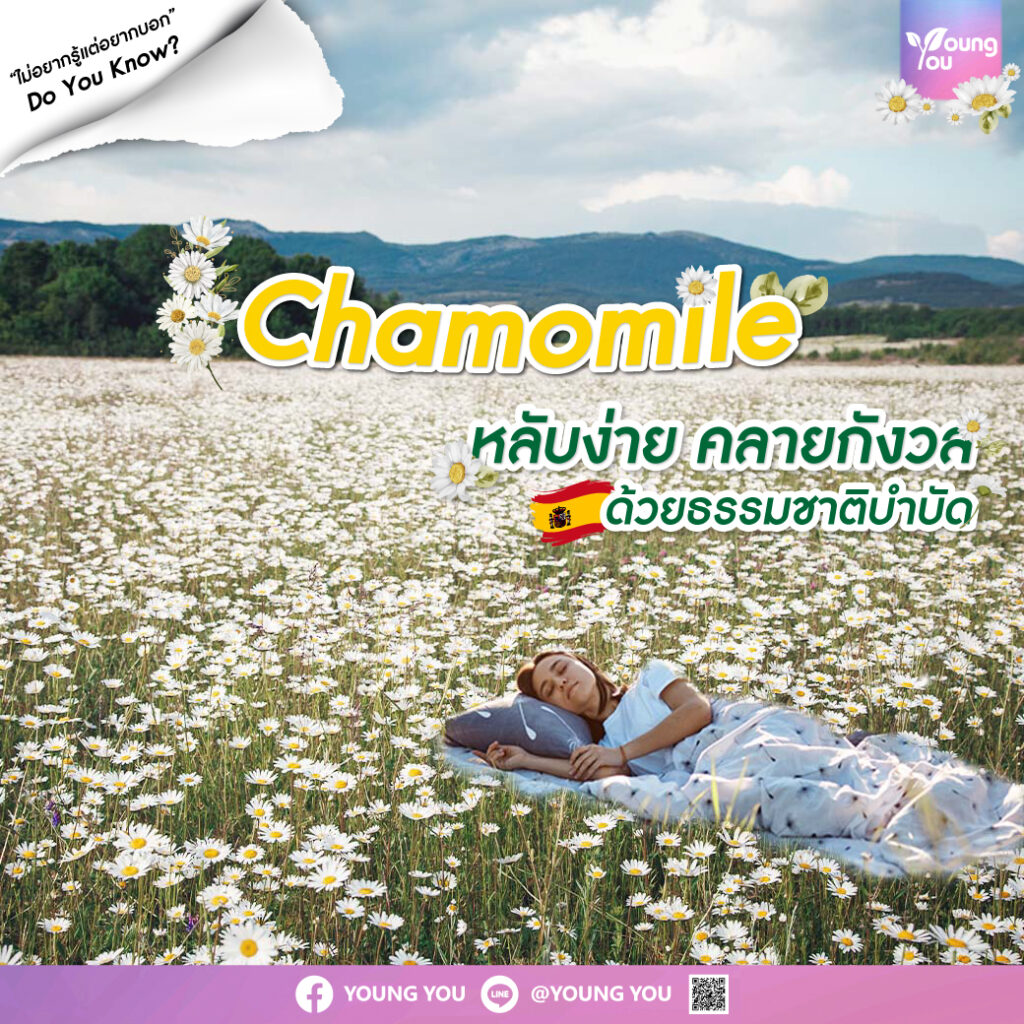 Chamomile ดอกคาโมมายล์